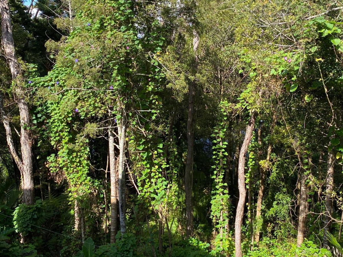Apartamento Bush , Birds And Relaxing Moments Auckland Exterior foto